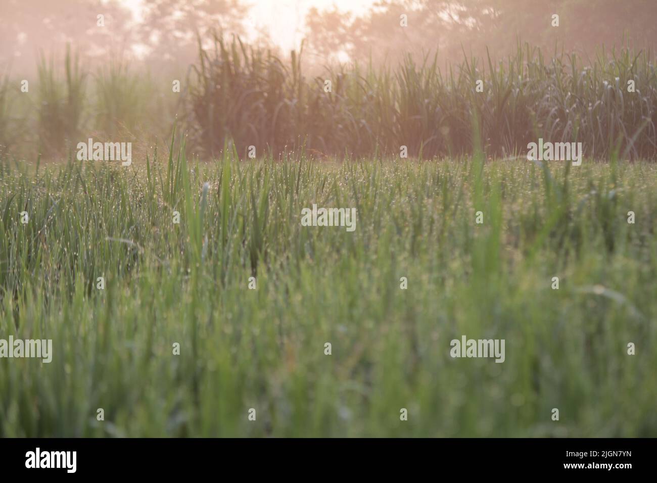 Vibrazioni mattutine della natura dopo la notte piovosa in un villaggio Foto Stock