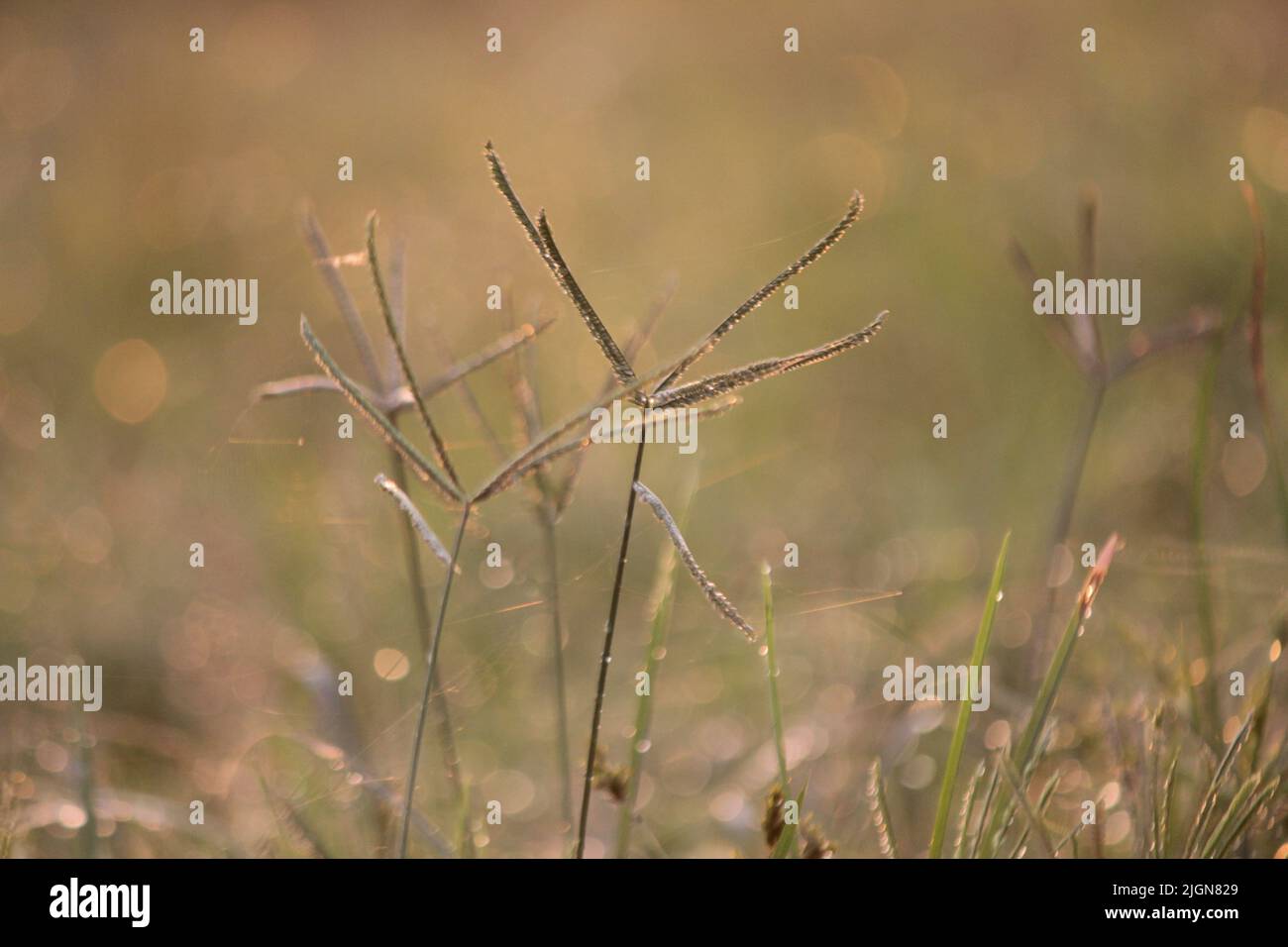 Vibrazioni mattutine della natura dopo la notte piovosa in un villaggio Foto Stock