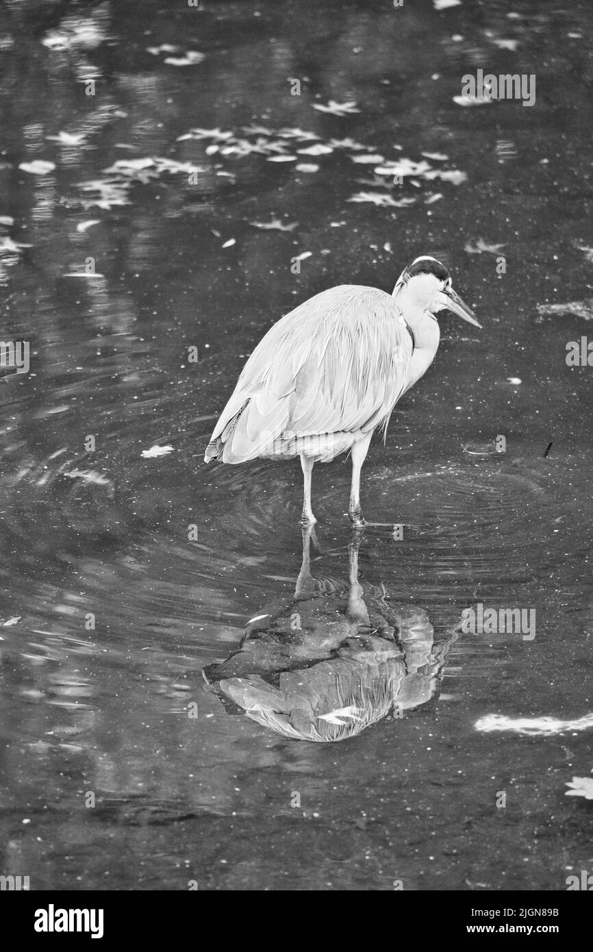 airone grigio sull'acqua, agguantato per preda. cacciatore elegante che si può trovare quasi ovunque nel mondo. Foto Stock