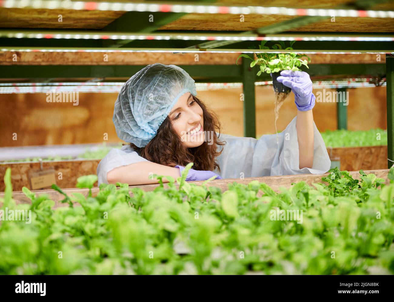 Ragazza allegra giardiniere in vaso di tenuta di cappuccio usa e getta con verde pianta. Donna sorridente in guanti da giardino studio crescita di piante in serra. Foto Stock