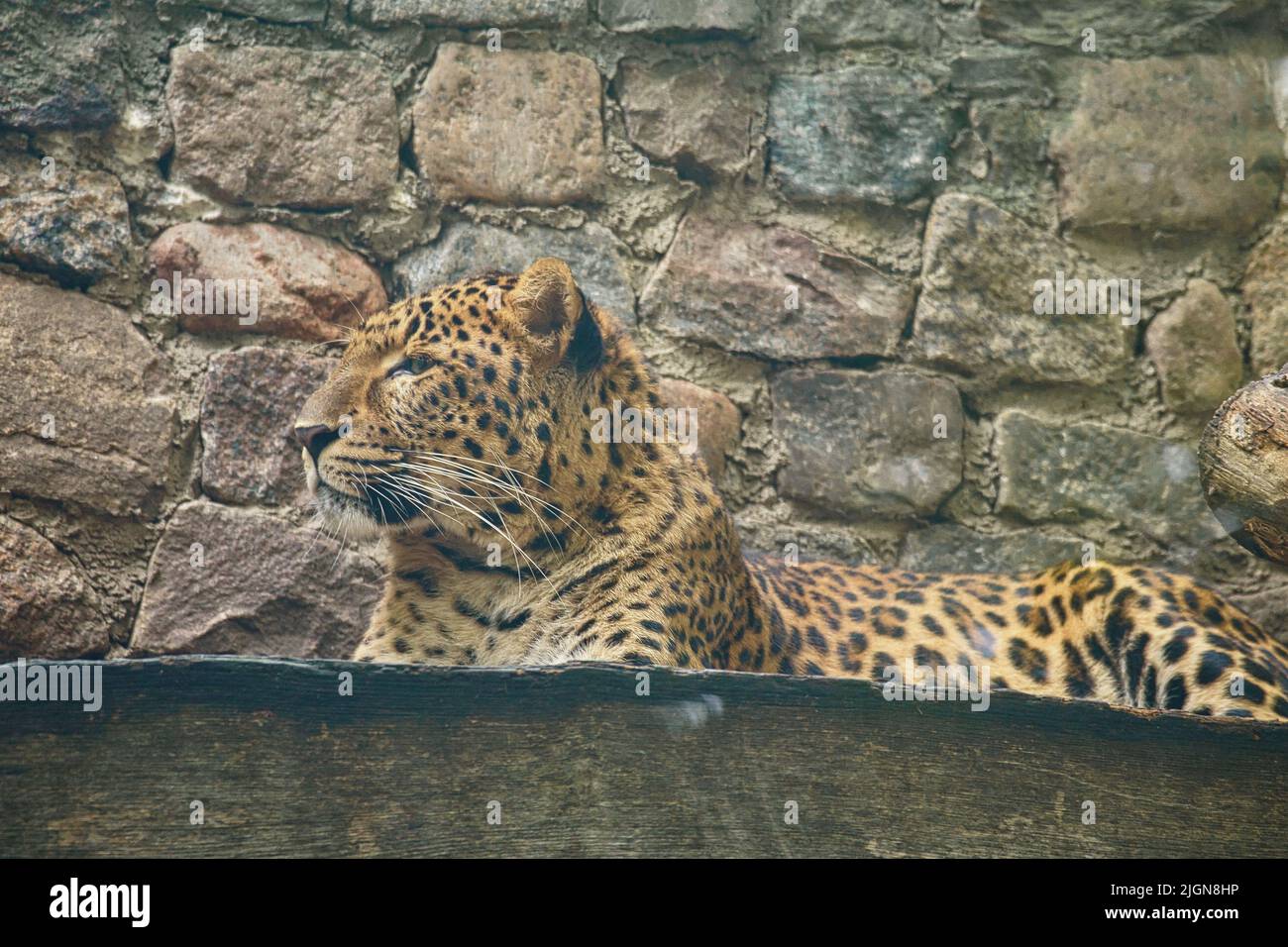 Jaguar sdraiata dietro l'erba. Pelliccia macchiata. Il gatto grande è un predatore. Guardando verso lo spettatore. Foto animale di un cacciatore Foto Stock
