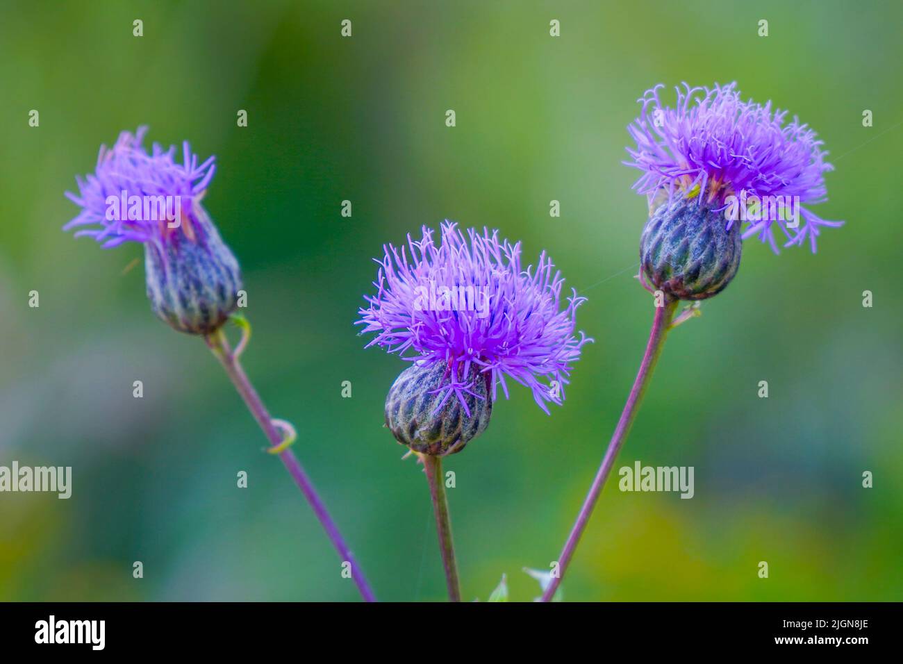 Boccioli di fiori del cardo della pianta medicinale o del cardo del latte Foto Stock