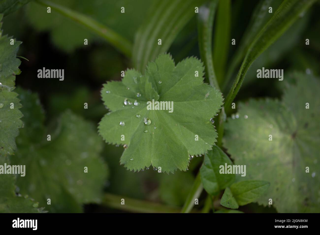 Mantello della signora (Alchemilla mollis) con perline d'acqua sulle foglie Foto Stock