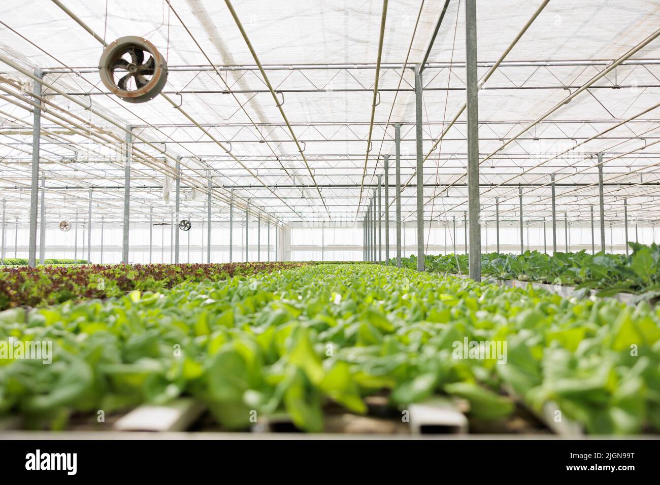 Nessuna gente in serra con sistema idroponico che cresce lattuga organica pronto per la consegna al commercio locale. Ambiente idroponico vuoto con bio-cibo che viene coltivato organicamente senza pesticidi Foto Stock