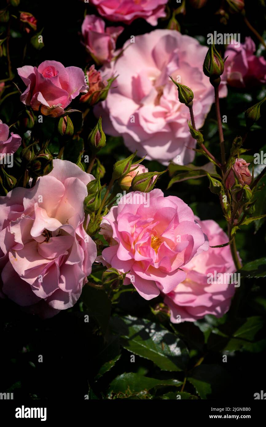 Rosa Rosa buon pensionamento. Tantora. Un floribunda cespuglioso rosa grappoli di fiori rosa molle leggermente profumati che crescono in un giardino a Newquay in Cornovaglia. Foto Stock