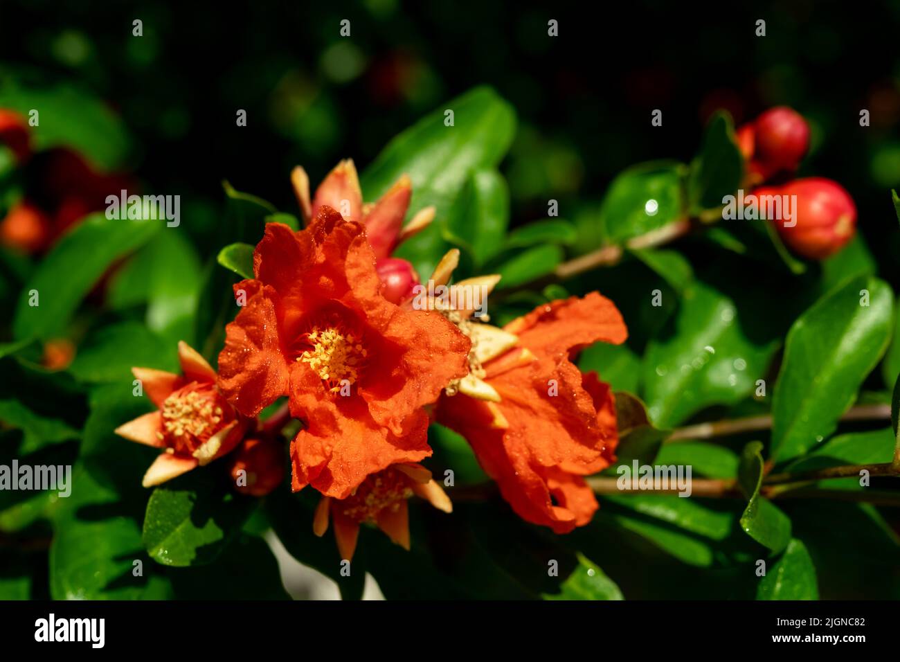 I frutti rossi maturi di melograno crescono su albero di melograno in giardino. Punica granatum frutta, primo piano. Di melograno per produrre un succo delizioso. Foto Stock