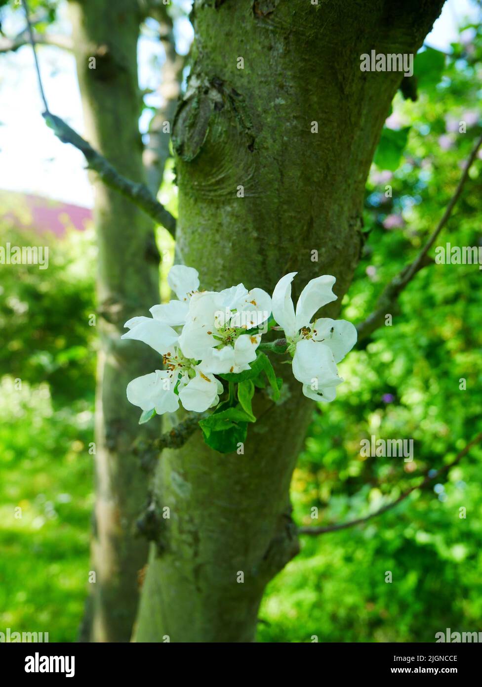 Bianco Fiori di Apple Foto Stock