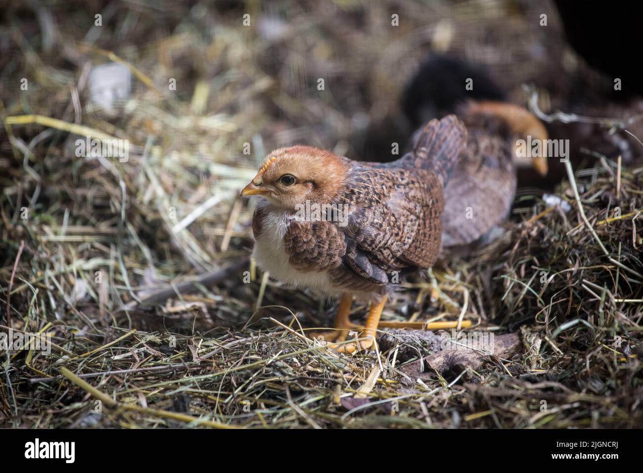 Stoapiperl hatchlings. Lo Stoapiperl/ Steinhendl è una vecchia razza di pollo in via di estinzione proveniente dall'Austria Foto Stock
