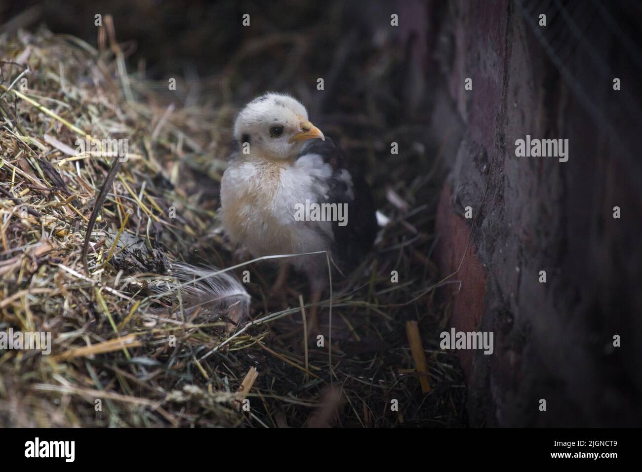 Tratteggio Stoapiperl. Lo Stoapiperl/ Steinhendl è una vecchia razza di pollo in via di estinzione proveniente dall'Austria Foto Stock