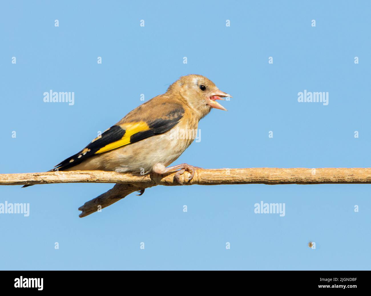 Goldfinch, Carduelis carduelis, piccolo uccello da giardino, bedfordshire, Regno Unito Foto Stock