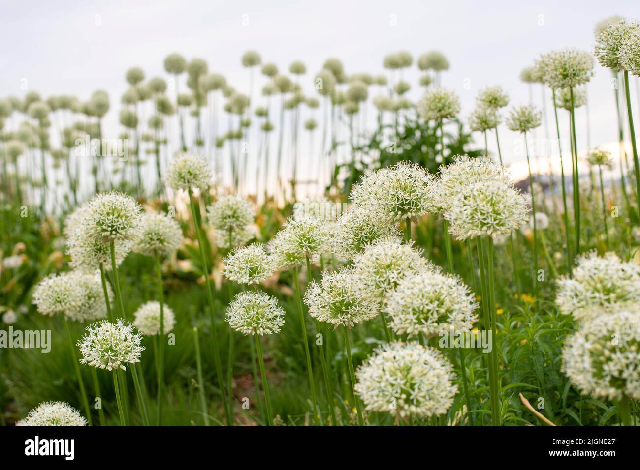 Allium aflatunense fiore, bianco fiore palla ornamentale cipolla in natura Foto Stock