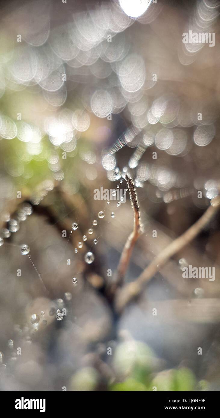 Gocce di rugiada si posano su una ragnatela nel sottobosco di mattina presto in estate Foto Stock