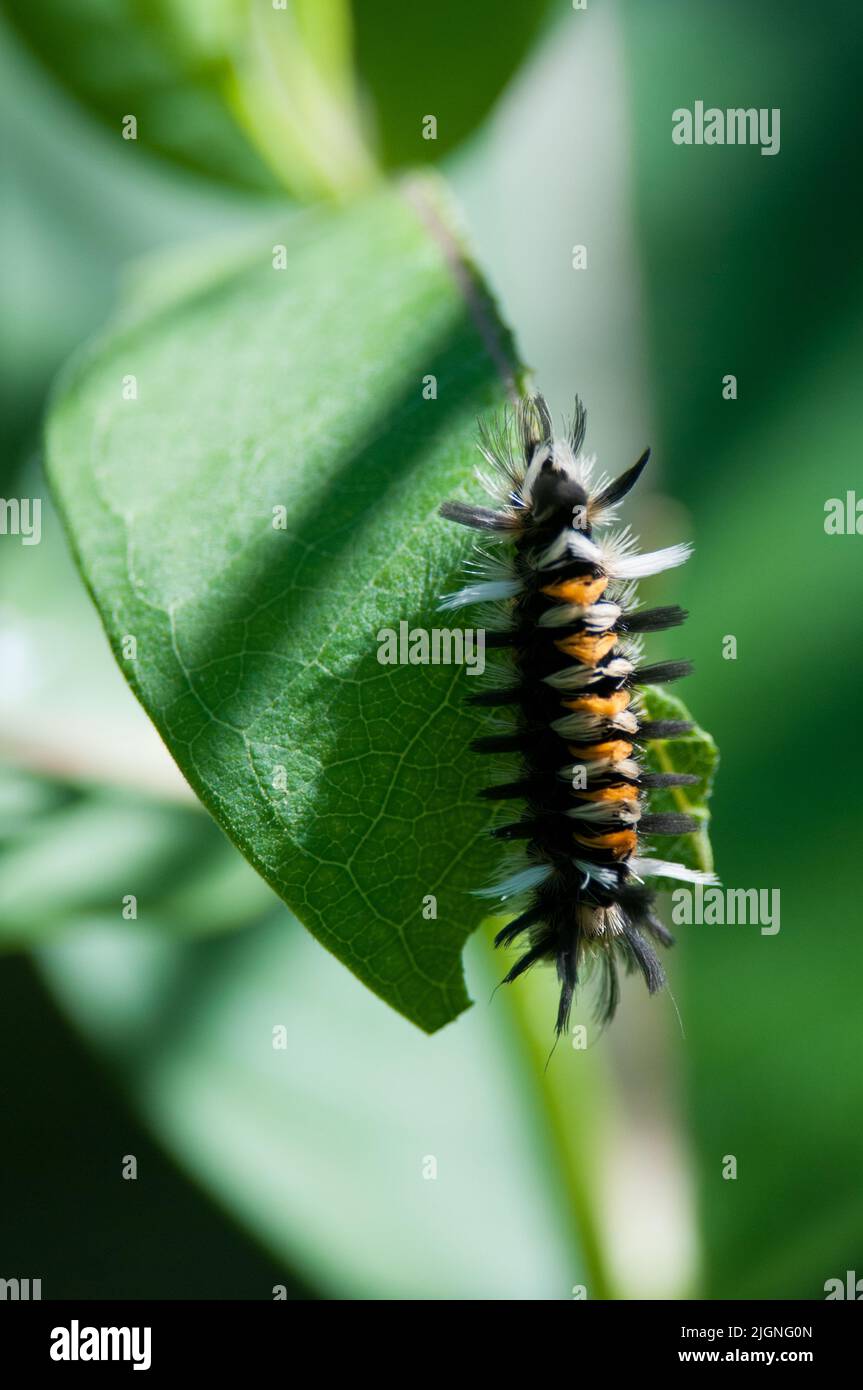 Caterpillar Foto Stock