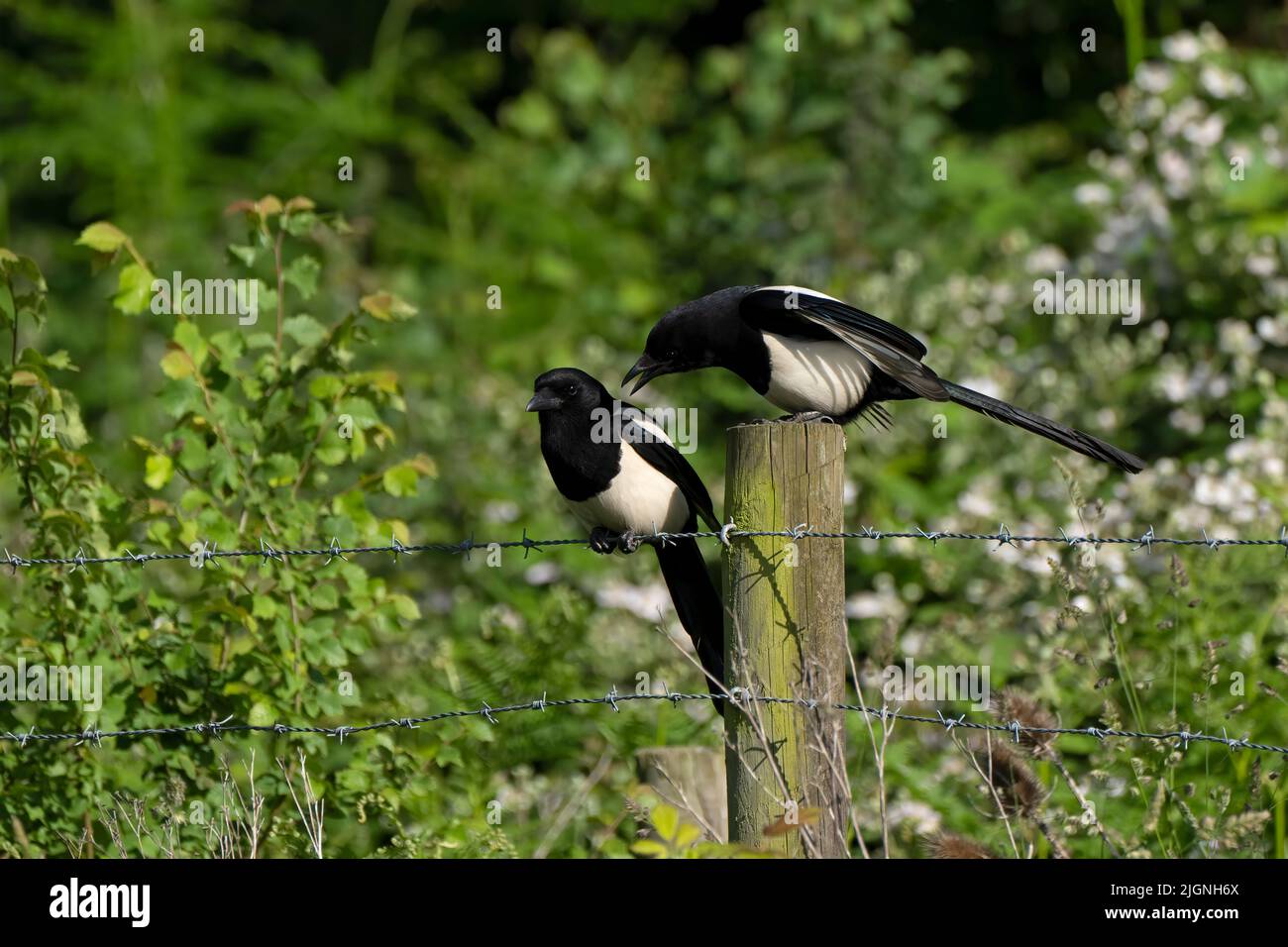 Magpies-Pica pica maschio e femmina. Foto Stock