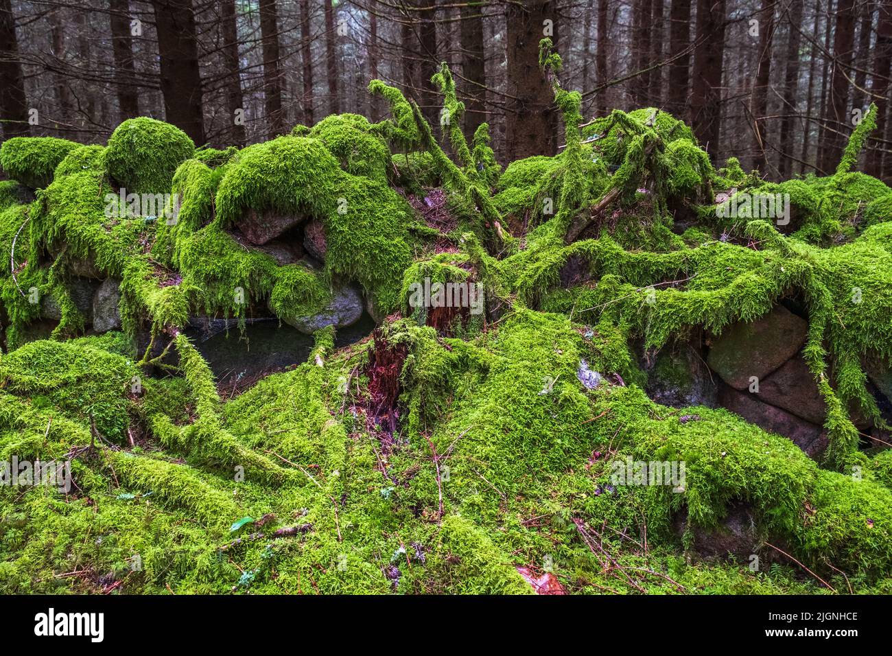 Muro di pietra coperto di muschio verde nella foresta Foto Stock
