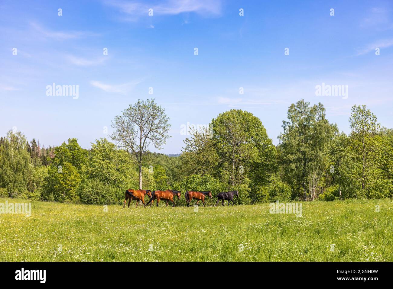 Cavalli su un prato da lussureggianti alberi verdi Foto Stock