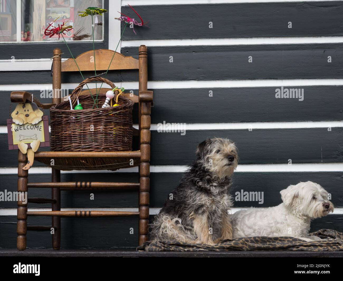 Benvenuto da un paio di simpatici cani maltesi Foto Stock