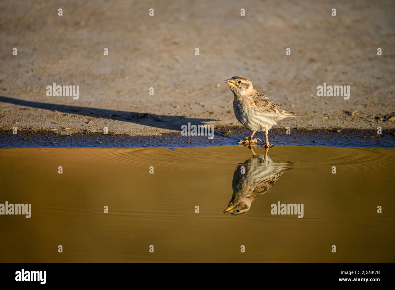 Petronia petronia - il passero è un uccello della famiglia degli Psittacidi. Foto Stock