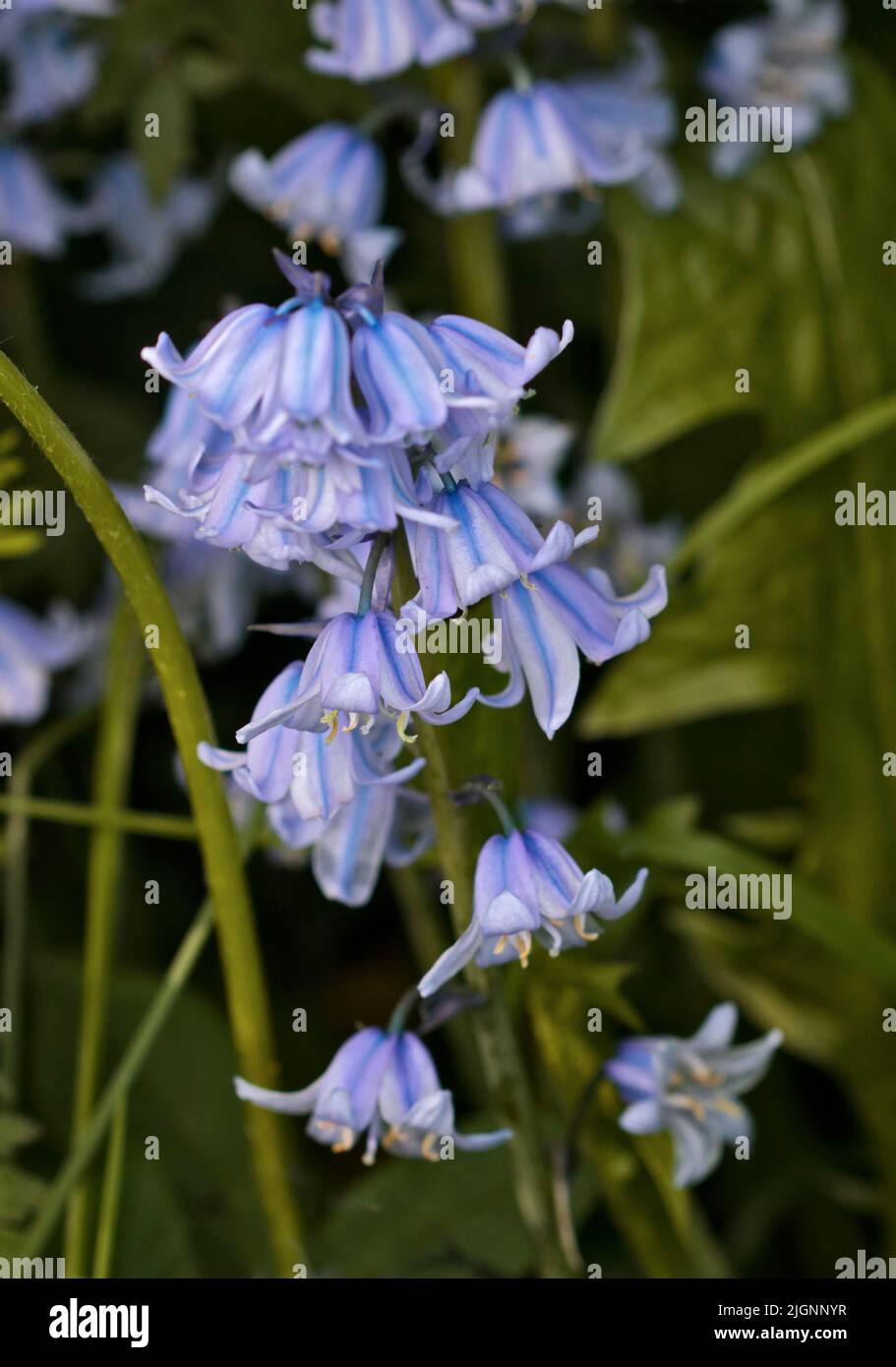 Wild Bluebell, Galles Foto Stock