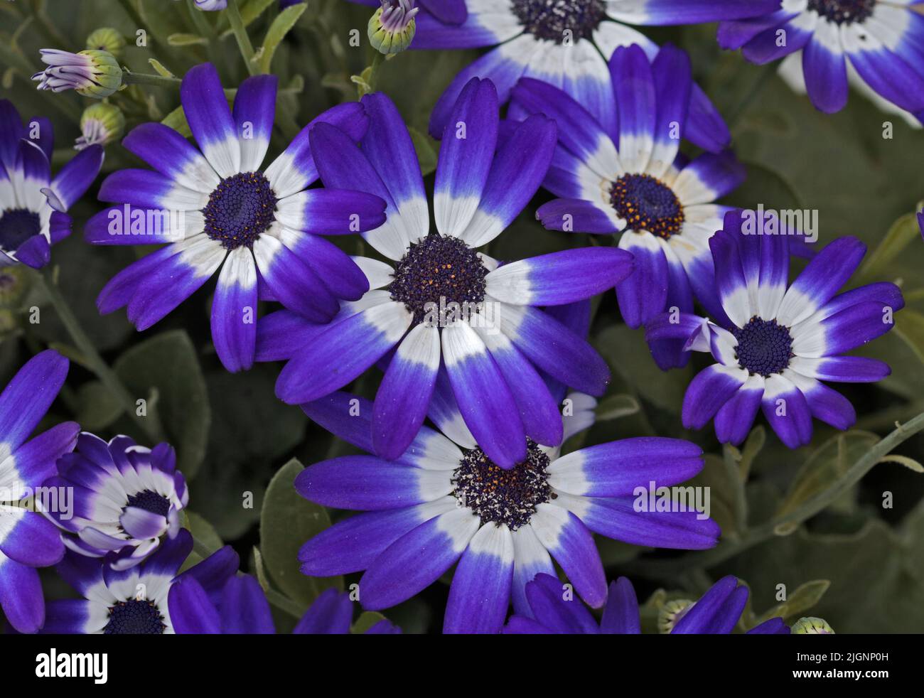 Senetti Bicolor Foto Stock