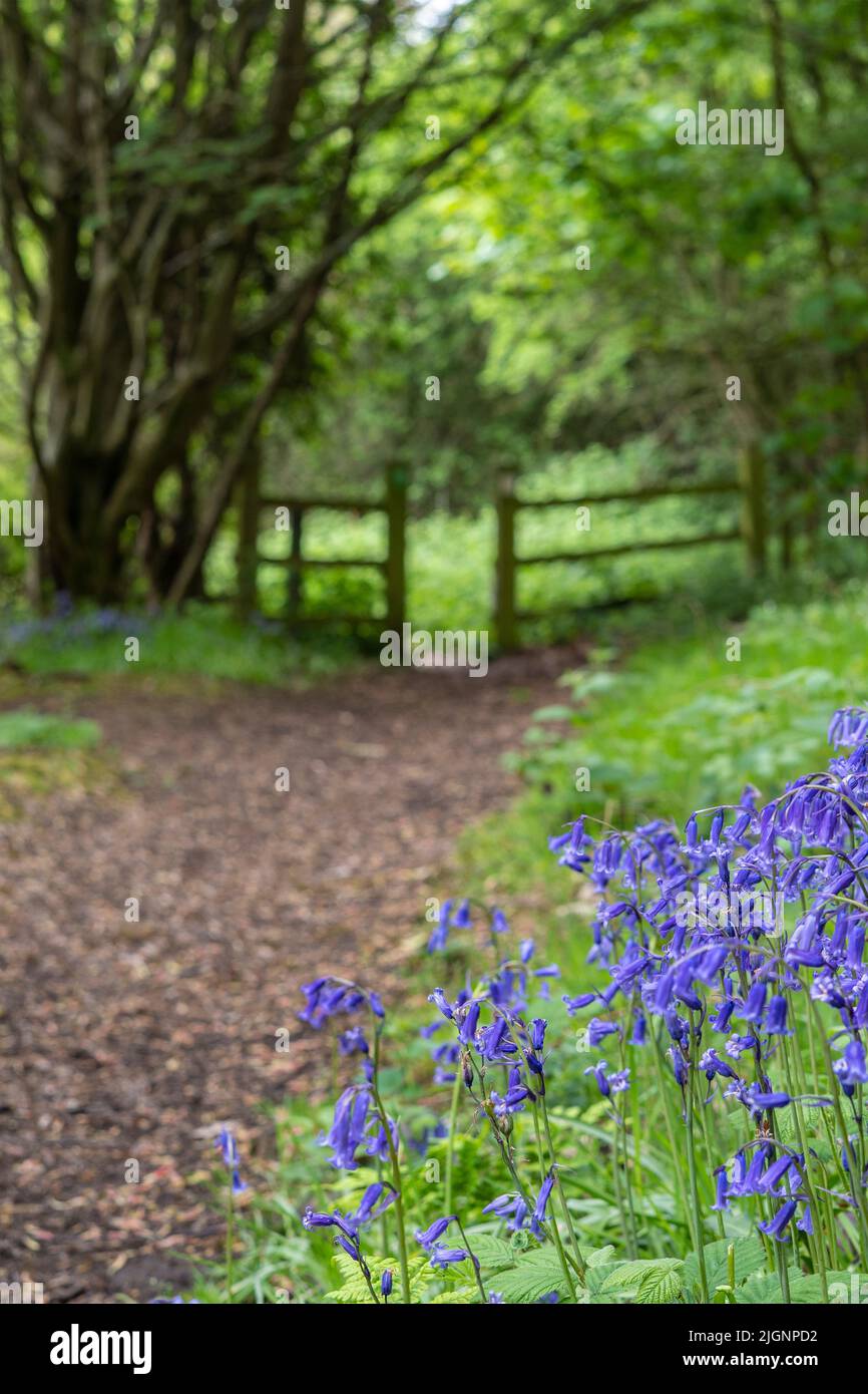 fiore di bluebell in fuoco vicino ad un sentiero nel bosco inglese con alberi fuori fuoco recinto in background. Foto Stock