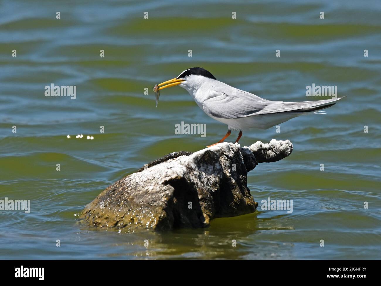 Comportamento di accoppiamento della piccola terna (Sternula albifrons) Foto Stock