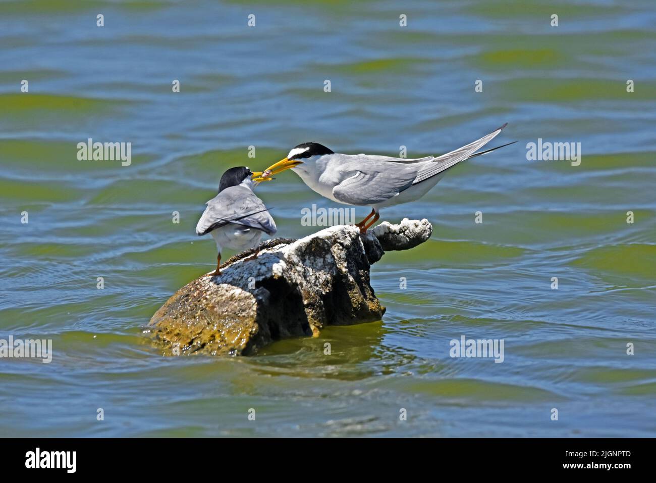 Comportamento di accoppiamento della piccola terna (Sternula albifrons) Foto Stock