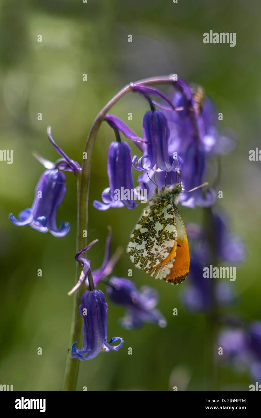 Farfalla con punta arancione, cardamini anthocaris. Su fiore di campanello, Hyacinthoides non-scripta, in primavera in un bosco inglese Foto Stock