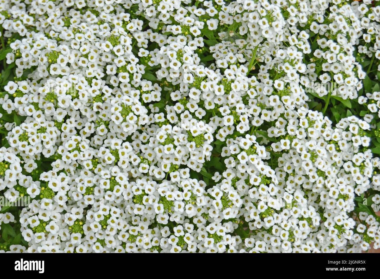 Petite neve fiori bianchi di Lobularia maritima Alyssum maritimum, alyssum dolce o alison dolce, alyssum genere Alyssum è una specie di flauto a bassa crescita Foto Stock
