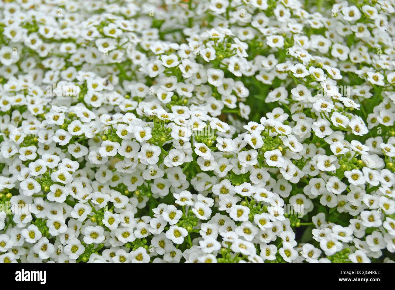 Petite neve fiori bianchi di Lobularia maritima Alyssum maritimum, alyssum dolce o alison dolce, alyssum genere Alyssum è una specie di flauto a bassa crescita Foto Stock