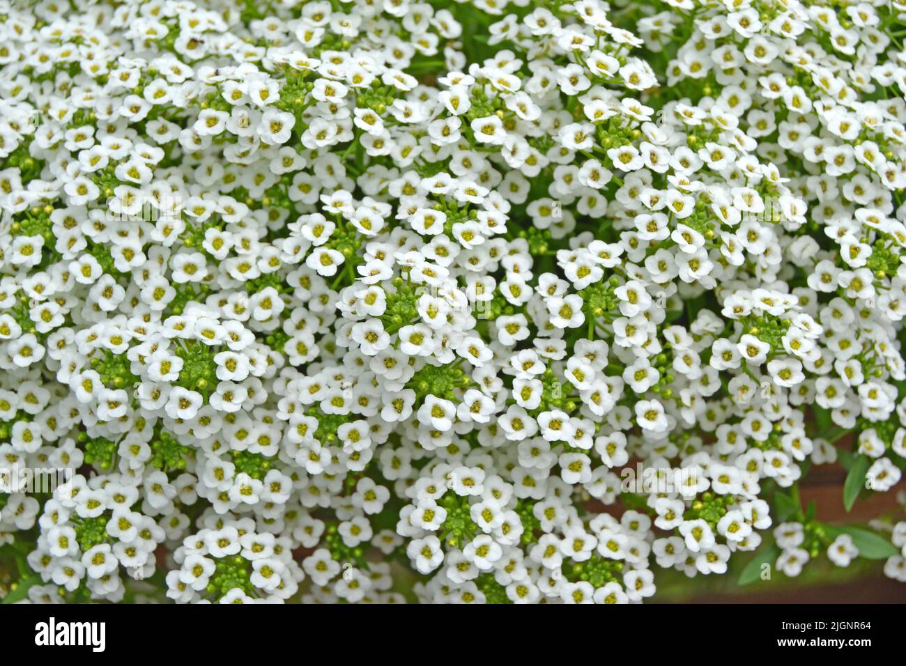 Petite neve fiori bianchi di Lobularia maritima Alyssum maritimum, alyssum dolce o alison dolce, alyssum genere Alyssum è una specie di flauto a bassa crescita Foto Stock