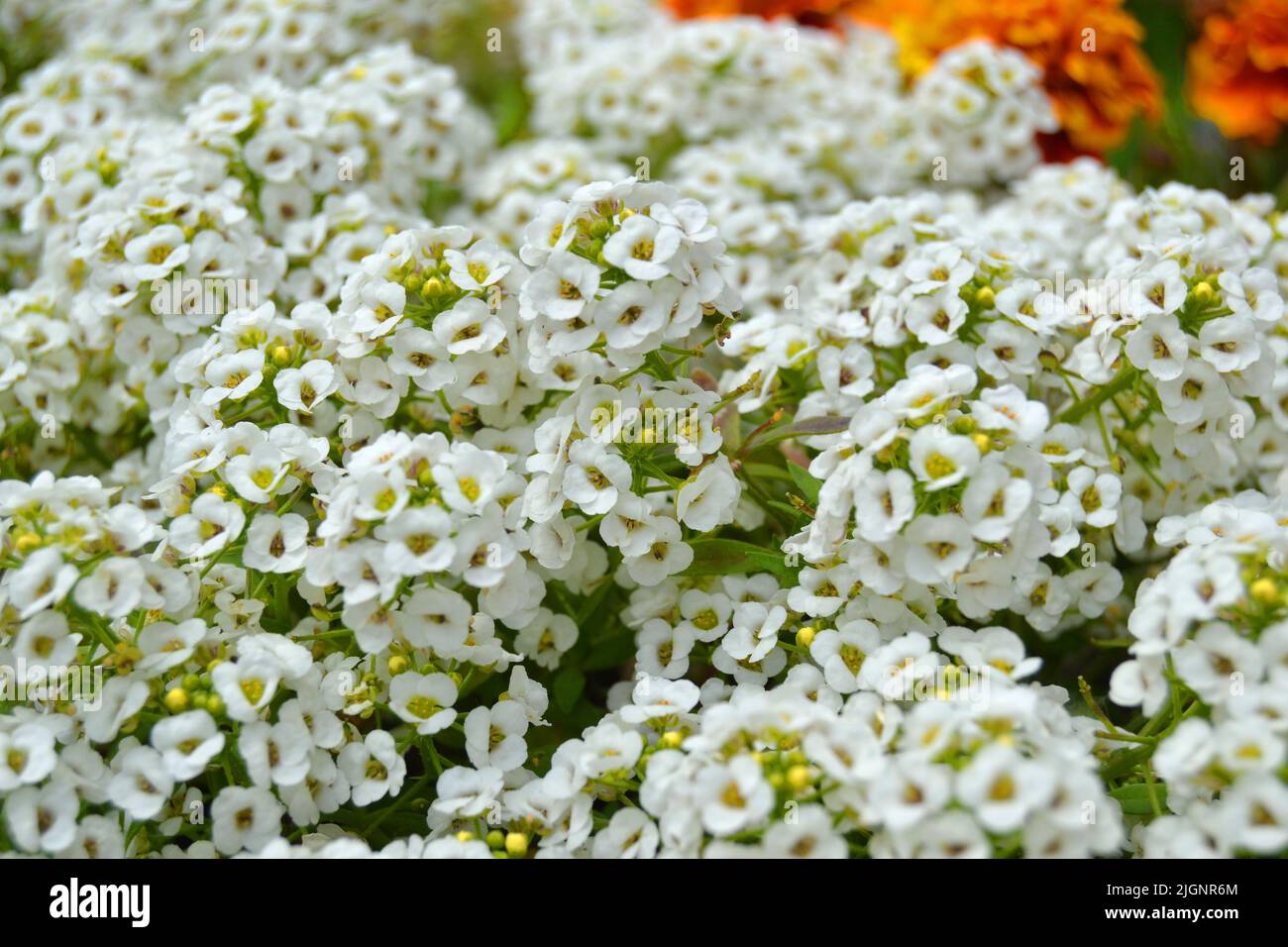 Petite neve fiori bianchi di Lobularia maritima Alyssum maritimum, alyssum dolce o alison dolce, alyssum genere Alyssum è una specie di flauto a bassa crescita Foto Stock