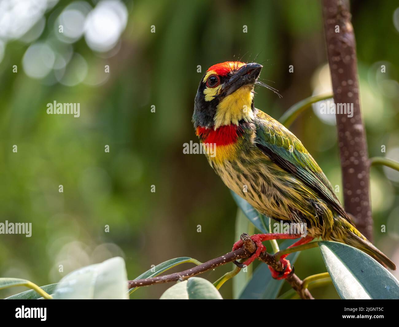 L'uccello di coppersmith barbet nel giardino Foto Stock