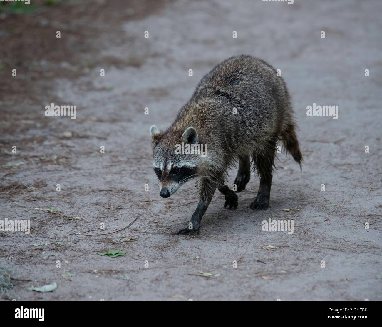 Giovane Raccoon a piedi in Florida Wetland Foto Stock