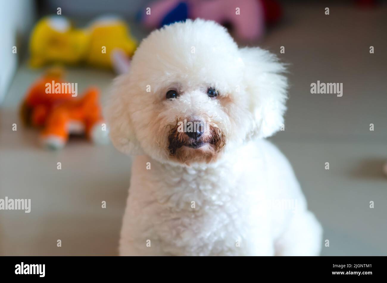Selettivo sulla zona della bocca di adorabile cane bianco Poodle che sporco da mangiare cibo e acqua potabile che ha fatto pelliccia di colore scuro. Foto Stock