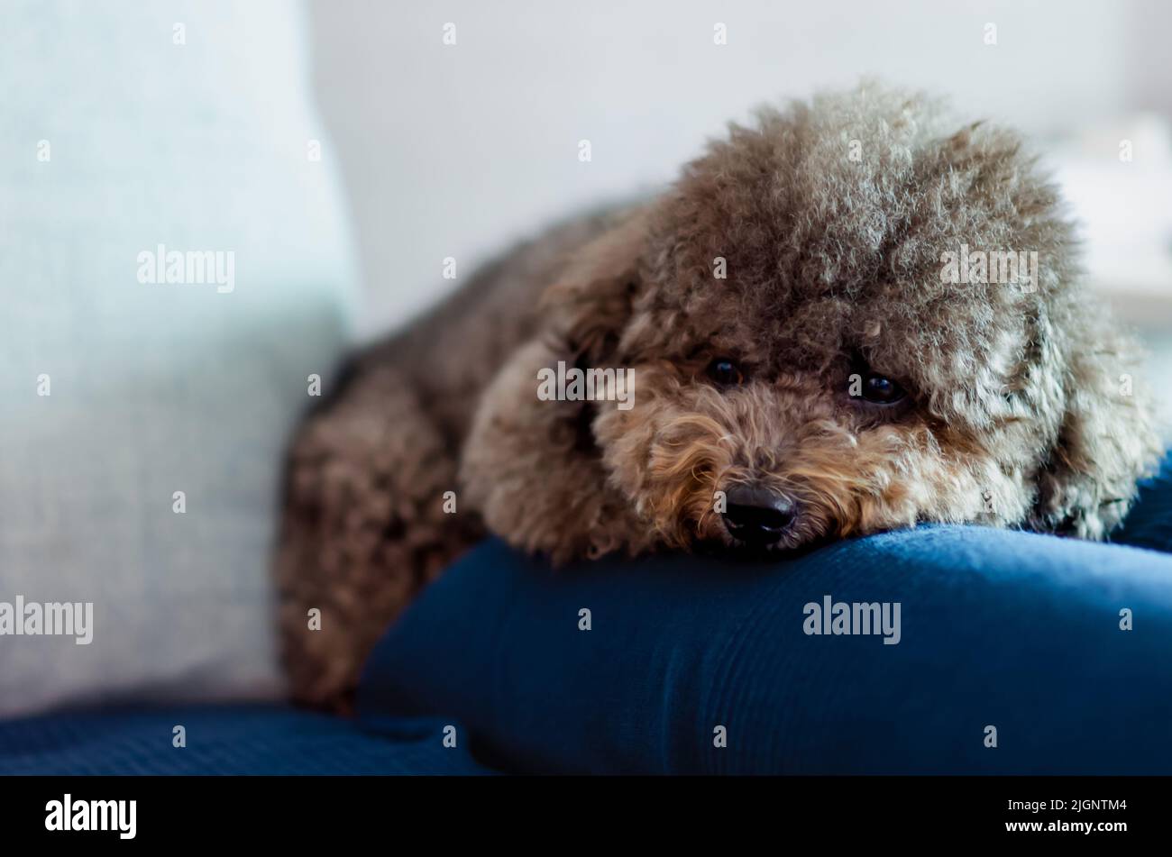 Adorabile cane da cuccioli nero che dorme su un panno blu che protegge lo sporco sul divano. Foto Stock