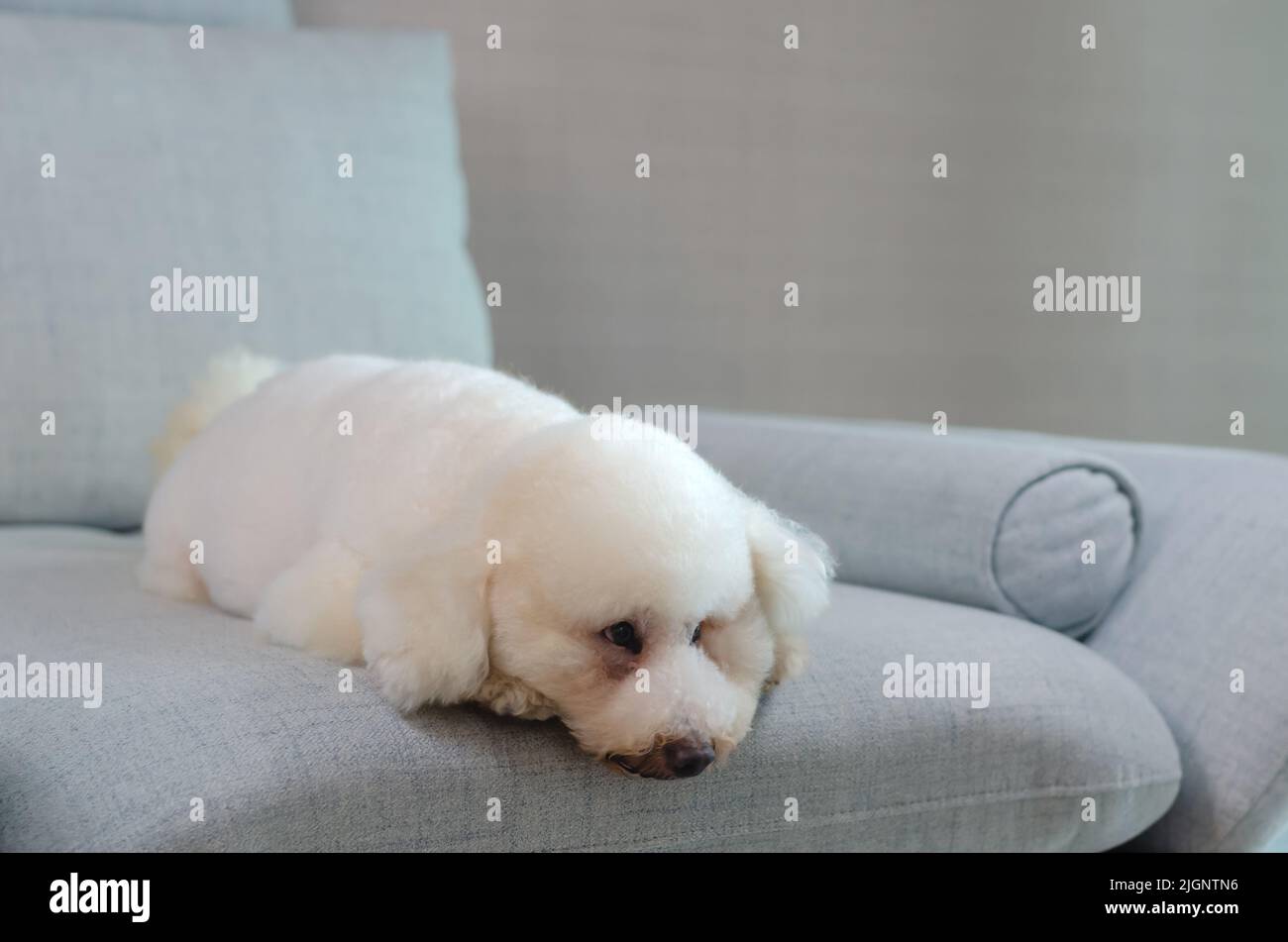 Adorabile cane da cuccioli bianco che dorme e si rilassa da solo sul divano blu mentre soggiorni a casa. Foto Stock
