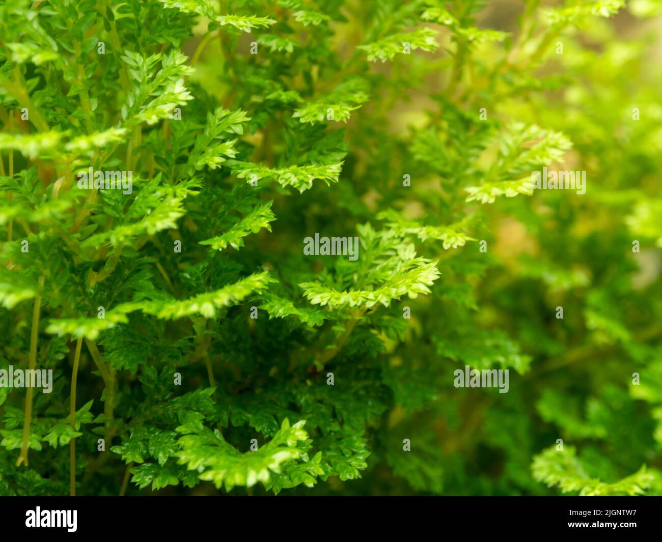 Sfondo di texture full-frame delle foglie di felce Spike Moss Foto Stock