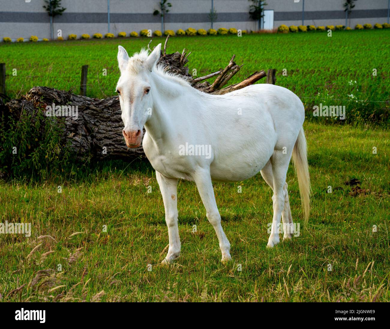 Primo piano ritratto di un cavallo bianco Foto Stock