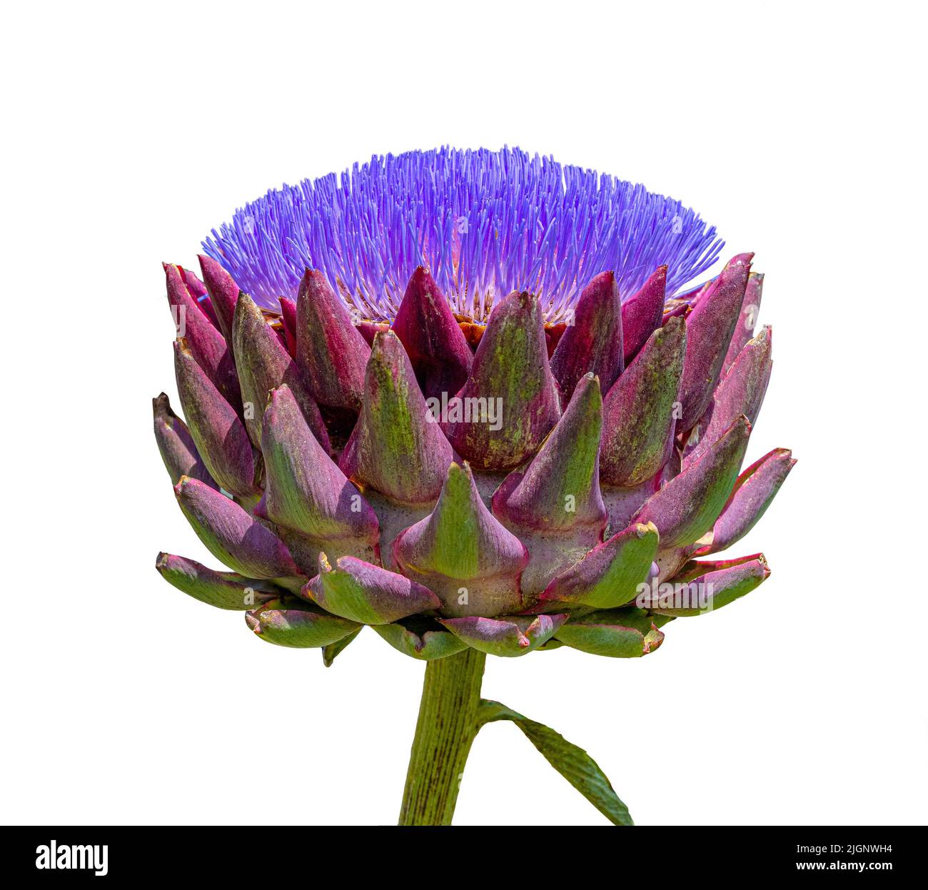 Carciofo isolato, Cynara cardunculus. Una testa in fiore pieno e un'apertura. I fiori sono trefoli viola molto piccoli circondati da caly viola rigido Foto Stock