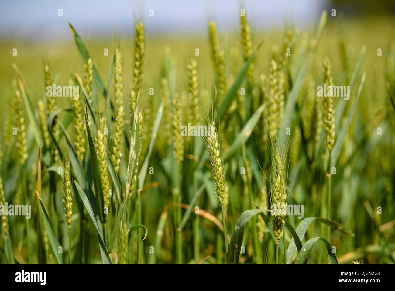 Campi di grano verde in primavera, nel Parco Naturale Collserola (Sant Cugat del Vallès, Barcellona, Catalogna, Spagna) ESP: Campos de tigo verdes Foto Stock