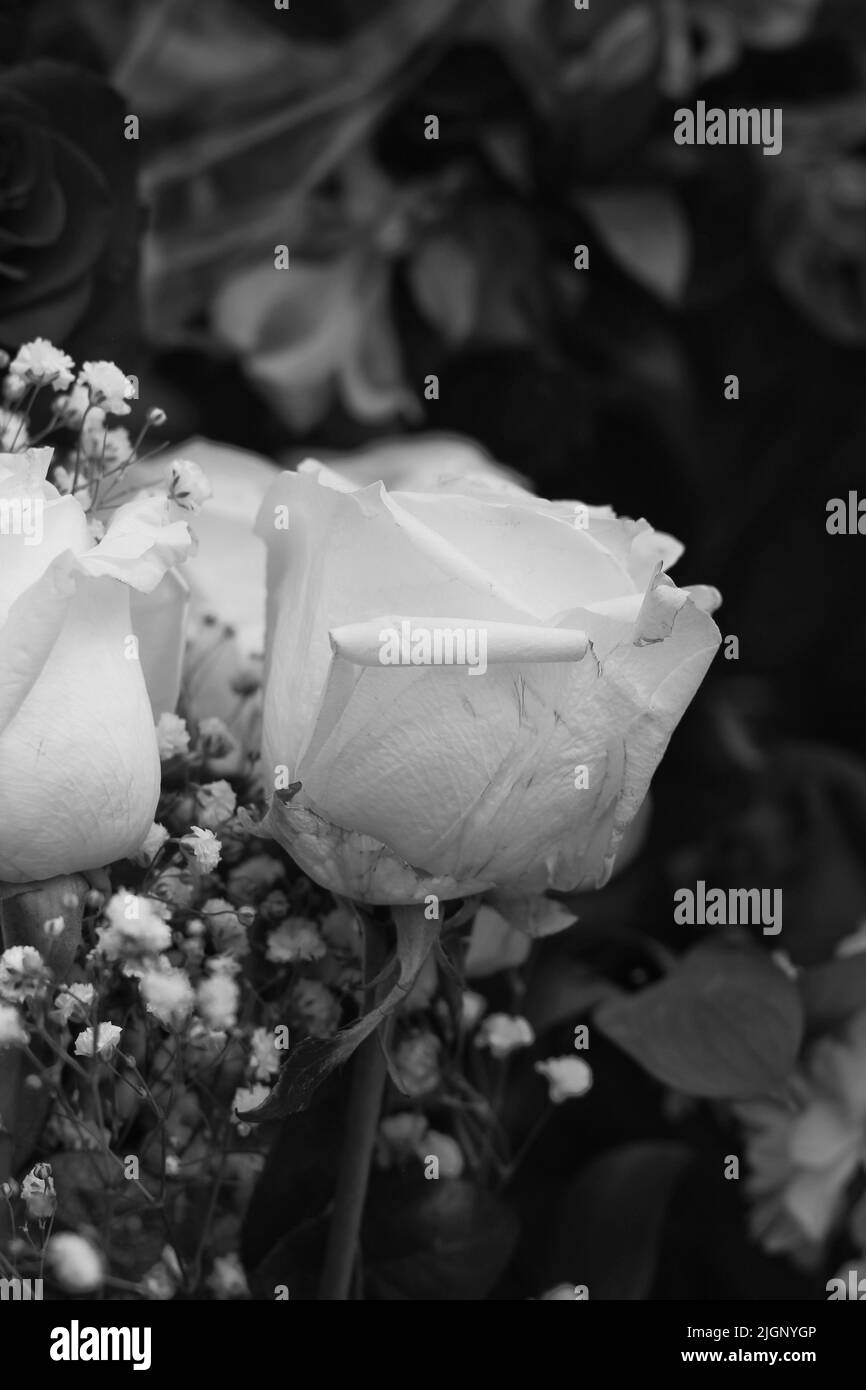 Belle rose fresche in piena fioritura come regalo per una persona speciale in bianco e nero. Foto Stock