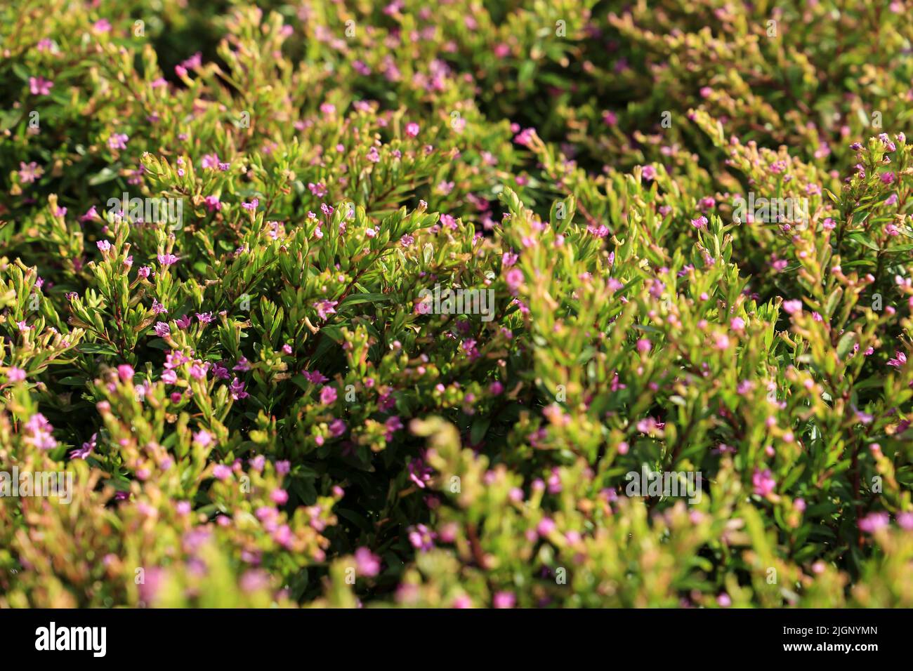 Bella Cuphea piante sotto il sole nel giardino Foto Stock