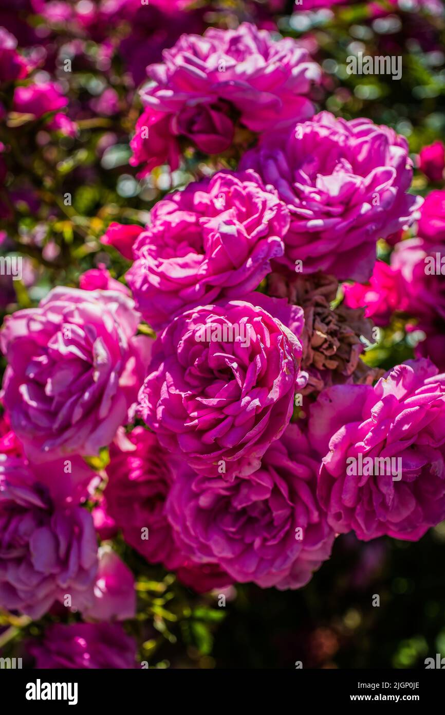Rosa fiori di rosa cinese. Rosa chinensis. Sfondo floreale. Fiore di fiori Foto Stock