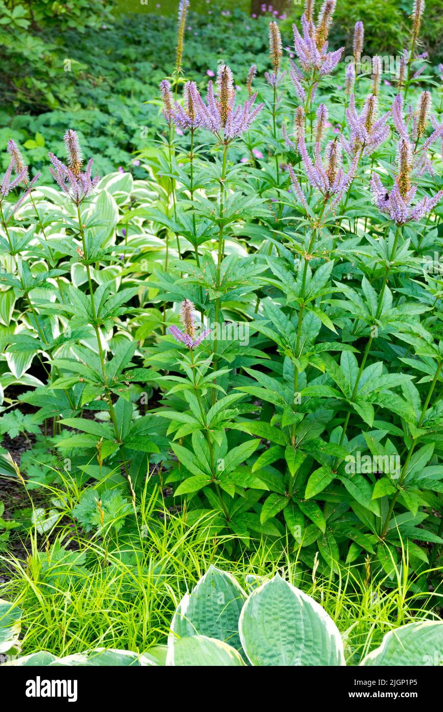 Hardy, Giardino, erbaceo, piante, perenne, Border, Ornamental, Sedge, Culvers Root, Place, Carex 'Silberstreif', Veronicastrum virginicum Foto Stock