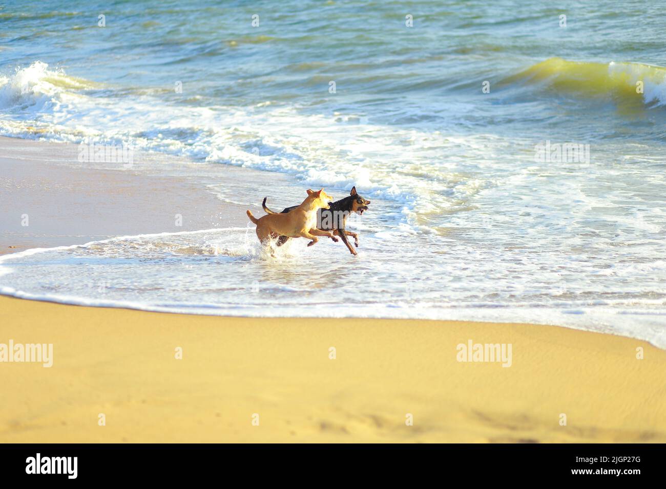 Cani neri in riva al mare immagini e fotografie stock ad alta