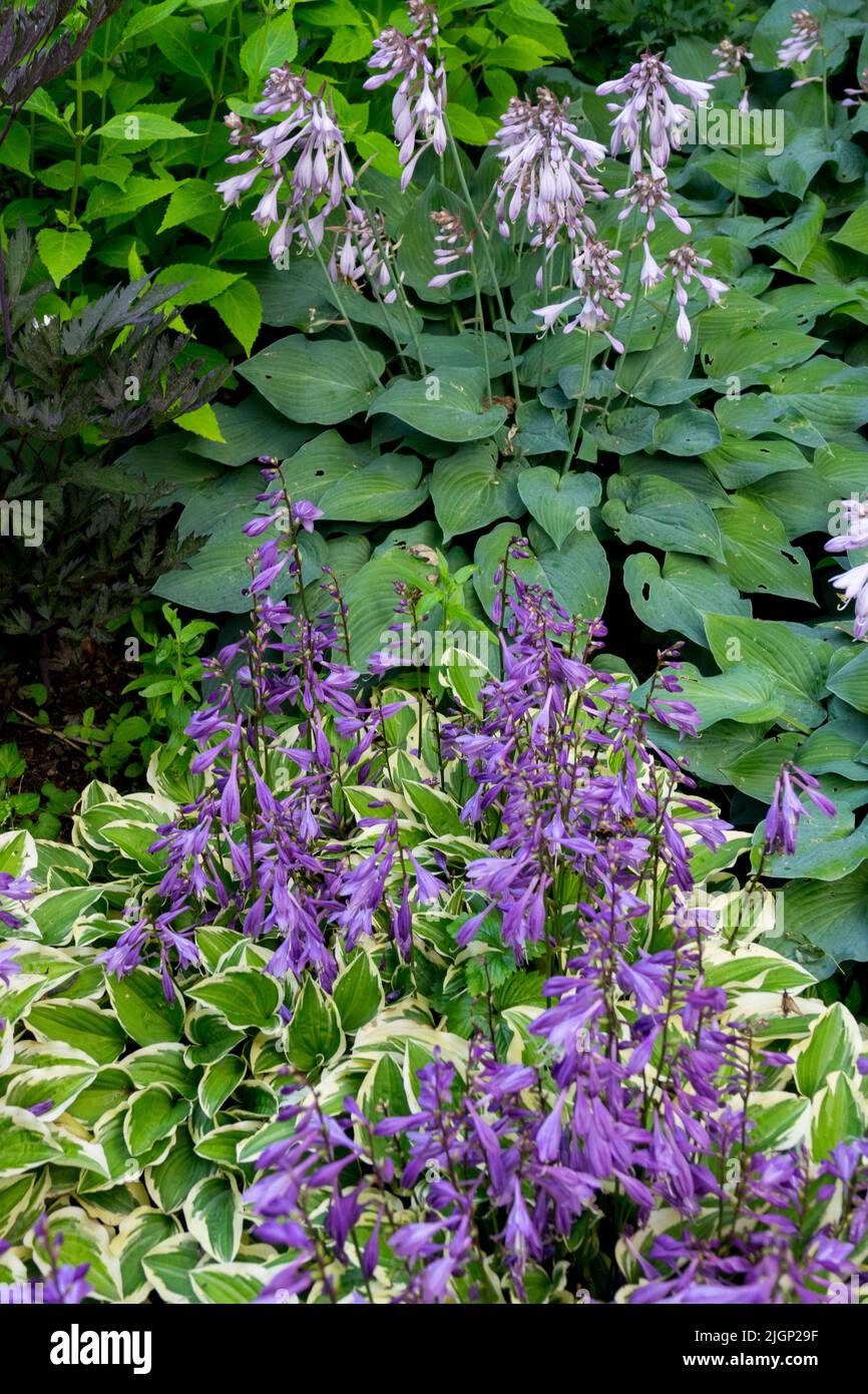 Hostas fiorito, Hosta 'Little Wonder', Hosta 'Blue Boy' Foto Stock