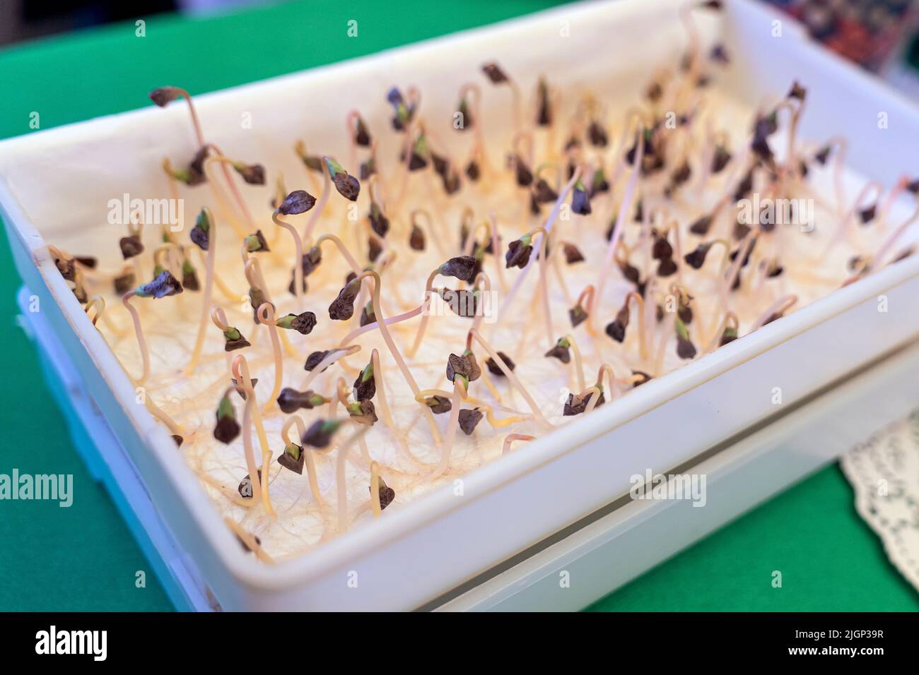 Piantando semi diversi su wet wipes. Lavoro di laboratorio, studio di crescita di pianta a casa Foto Stock