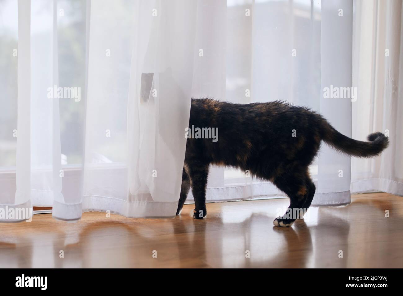 Gatto triste dietro la tenda guardando fuori dalla finestra e in attesa del suo proprietario di animale domestico. Foto Stock