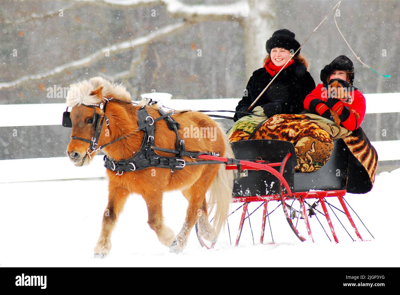 Una madre e una figlia e il loro cane, godetevi una corsa in slitta, trainata da un cavallo in miniatura, in un giorno nevoso vicino a Natale e la stagione invernale di festa Foto Stock